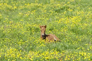 Odd Toed Ungulate Gallery: Young Icelandic horse, foal resting on a flower meadow, Iceland, Europe