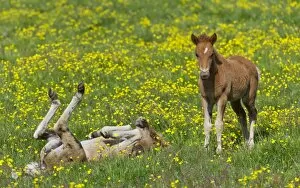 Young Icelandic horses, foals, on a flower meadow, Iceland, Europe