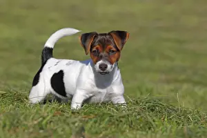 Puppies Prints: Young Jack Russell Terrier dog (Canis lupus familiaris)