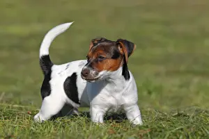 Puppies Prints: Young Jack Russell Terrier dog (Canis lupus familiaris)
