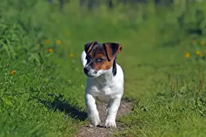 Pathway Prints: Young Jack Russell Terrier dog (Canis lupus familiaris)