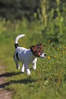 Puppies Prints: Young Jack Russell Terrier dog (Canis lupus familiaris)