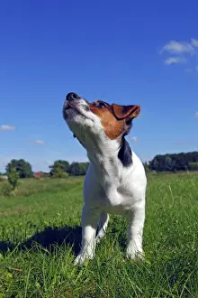 Watchful Prints: Young Jack Russell Terrier dog (Canis lupus familiaris)