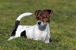 Puppies Prints: Young Jack Russell Terrier dog (Canis lupus familiaris)