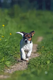 Pathway Prints: Young Jack Russell Terrier dog (Canis lupus familiaris), pup, male, 12 weeks, domestic dog