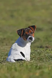 Puppies Prints: Young Jack Russell Terrier dog (Canis lupus familiaris)