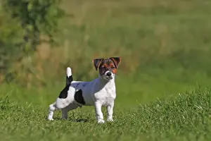 Puppies Prints: Young Jack Russell Terrier dog (Canis lupus familiaris)