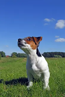 Breeds Prints: Young Jack Russell terrier puppy, 12 weeks, male