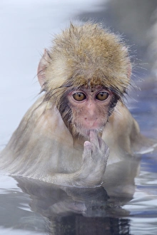 Images Dated 28th January 2013: Young Japanese Macaque or Snow Monkey -Macaca fuscata-, sucking finger, Affenpark Jigokudani