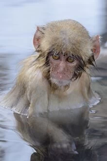 Old World Monkey Gallery: Young Japanese Macaque or Snow Monkey -Macaca fuscata-, portrait, Affenpark Jigokudani