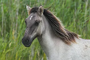 Perissodactyla Gallery: Young Konik (Equus przewalskii f. caballus), foal, portrait, wild horse, Tarpan re-breeding project