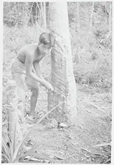 Sumatra Prints: Young Laborer Stripping Tree for Sap