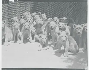 Ferocity Prints: Young Lion Cubs in a Huddle