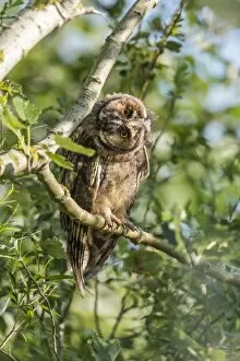 Images Dated 6th June 2014: Young Long-eared owl -Asio otus- sitting on branch, Seewinkel, Burgenland, Austria