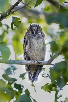 Images Dated 4th June 2014: Young Long-eared owl -Asio otus- sitting on branch, Seewinkel, Burgenland, Austria