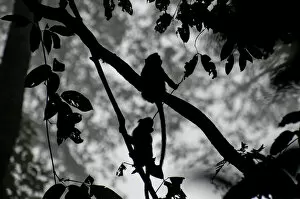 Images Dated 27th February 2011: Young Macaques Silhouetted in the Jungle