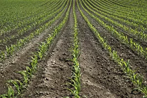 Young maize plants on a field, cultivation for biogas, Upper Swabia, Baden-Wuerttemberg, Germany, Europe