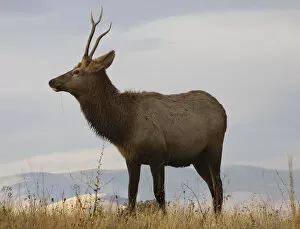 Images Dated 31st October 2008: Young male elk with horns eating grass, National Bison Range, Charlo, Montana, USA