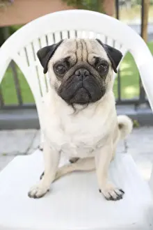 Lap Dog Prints: Young male pug on a garden chair