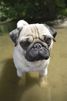 Lap Dog Prints: Young male pug with his paws in the water