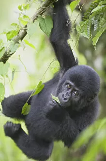Images Dated 7th September 2006: Young Mountain Gorilla (Gorilla gorilla beringei) hanging from tree