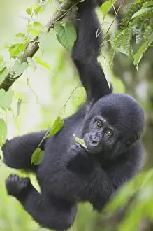 Eating Prints: Young Mountain Gorilla (Gorilla gorilla beringei) hanging from tree