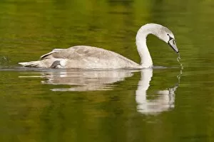 Images Dated 11th October 2014: Young Mute Swan -Cygnus olor-, North Hesse, Hesse, Germany