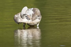 Images Dated 11th October 2014: Young Mute Swan -Cygnus olor-, preening, North Hesse, Hesse, Germany