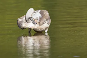 Images Dated 11th October 2014: Young Mute Swan -Cygnus olor-, preening, North Hesse, Hesse, Germany
