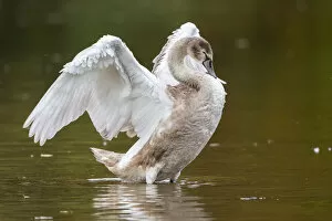 Images Dated 16th October 2014: Young Mute Swan -Cygnus olor- standing in water, flapping its wings, North Hesse, Hesse, Germany