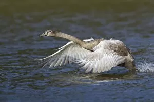 Images Dated 22nd September 2014: Young Mute Swan -Cygnus olor- taking off from water, North Hesse, Hesse, Germany