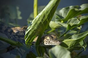 Images Dated 16th August 2012: Young Nile Crocodile -Crocodylus niloticus-, crocodile farm, Otjiwarongo, Namibia