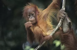 Images Dated 13th February 2006: Young Orang-utan (Pongo pygmaeus) hanging on liana, Gunung Leuser National Park, Indonesia