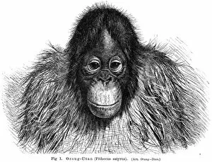 Images Dated 27th March 2017: Young orangutan engraving 1895