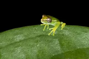Images Dated 24th March 2013: Young Orinoco Lime Tree Frog -Sphaenorhynchus lacteus- sitting on a leaf, Tambopata Nature Reserve