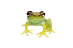 Anura Prints: Young Orinoco Lime Tree Frog -Sphaenorhynchus lacteus
