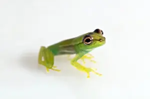 Anura Prints: Young Orinoco Lime Tree Frog -Sphaenorhynchus lacteus