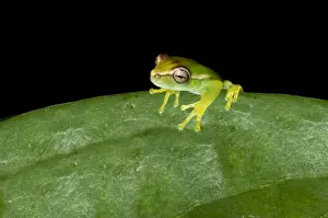 Anura Prints: Young Orinoco Lime Tree Frog -Sphaenorhynchus lacteus- sitting on a leaf