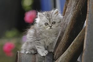 Images Dated 19th July 2011: Young Persian cat, Germany