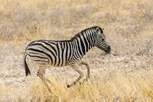Foal Prints: Young Plains Zebra or Burchells Zebra -Equus quagga burchelli- running through dry grass