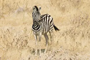 Foal Prints: Young Plains Zebra or Burchells Zebra -Equus quagga burchelli- standing in dry bushland