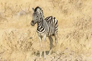 Foal Prints: Young Plains Zebra or Burchells Zebra -Equus quagga burchelli- standing in dry bushland