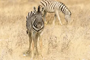 Savannah Prints: Young Plains Zebra or Burchells Zebra -Equus quagga burchelli- standing in dry grass