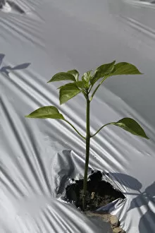 Images Dated 31st May 2011: Young plant growing through the protective sheeting in an agricultural field at springtime, Quebec