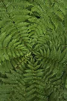 detail of young ponga fern tree, New Zealand