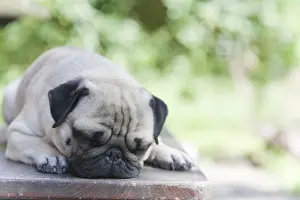 Lap Dog Prints: A young pug is dozing on a wooden bench
