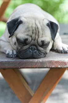 Mammals Gallery: A young pug is dozing on a wooden bench
