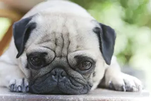 Lap Dog Prints: A young pug is dozing on a wooden bench