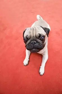 Lying Prints: A young pug lying on a red carpet