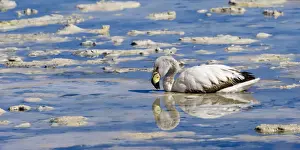 Phoenicopteriformes Prints: Young Puna or JamesaAs Flamingo (Phoenicoparrus jamesi)